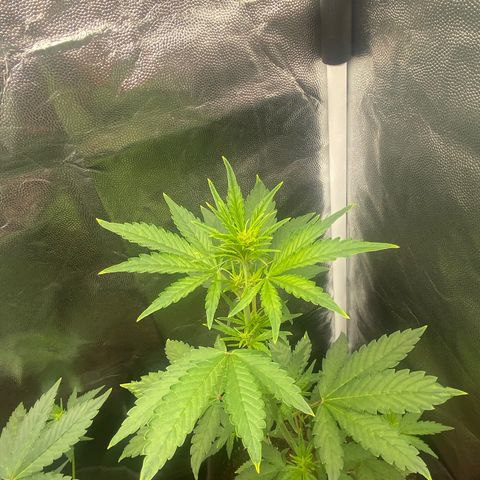 LSD growlog timeline photo