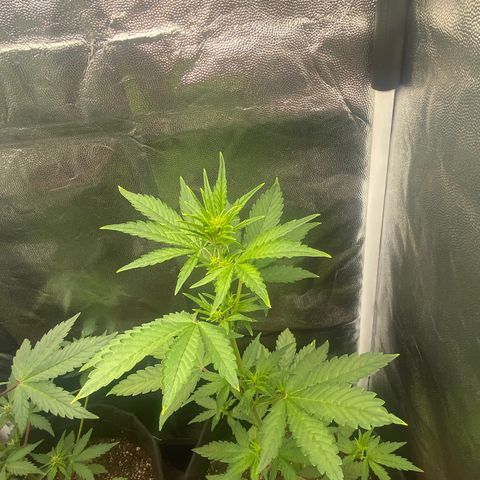 LSD growlog timeline photo