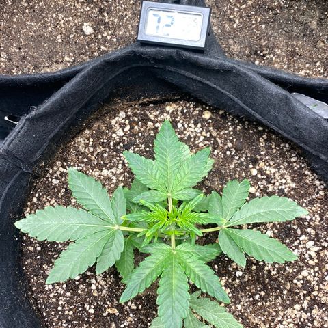 LENON growlog timeline photo