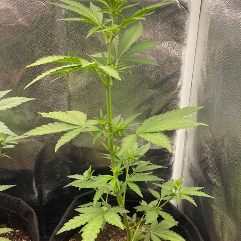 LSD growlog timeline photo