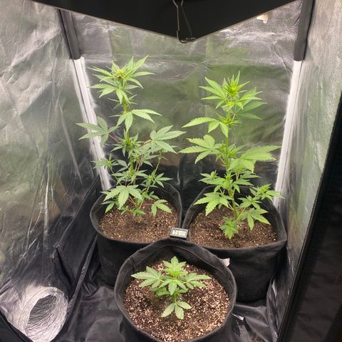 PURPLE growlog timeline photo