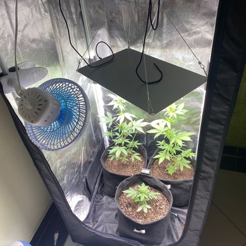 PURPLE growlog timeline photo
