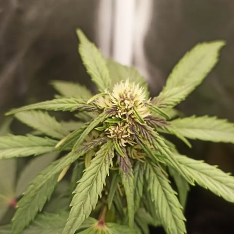 PURPLE growlog timeline photo