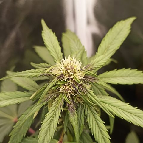 PURPLE growlog timeline photo