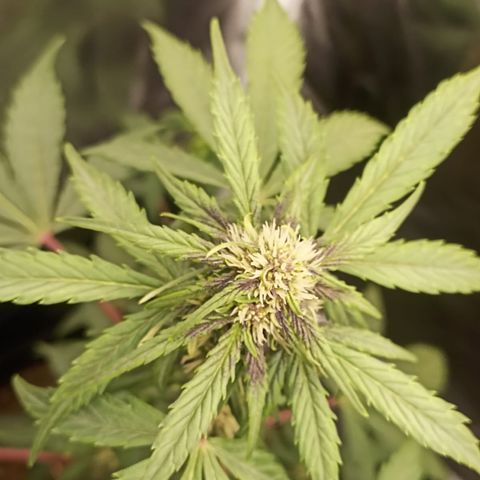 PURPLE growlog timeline photo