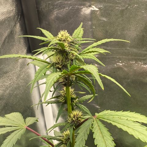 PURPLE growlog timeline photo