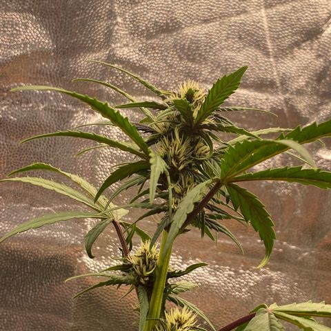 PURPLE growlog timeline photo