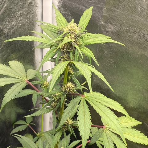 PURPLE growlog timeline photo