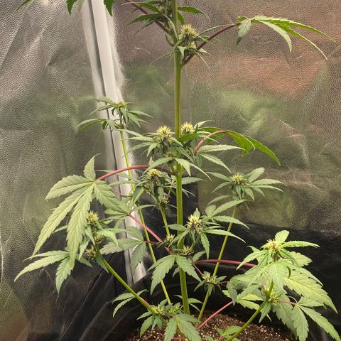 PURPLE growlog timeline photo