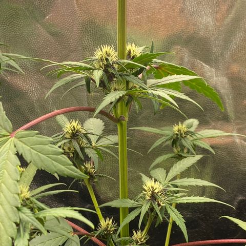 PURPLE growlog timeline photo