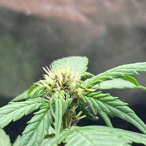 PURPLE growlog timeline photo