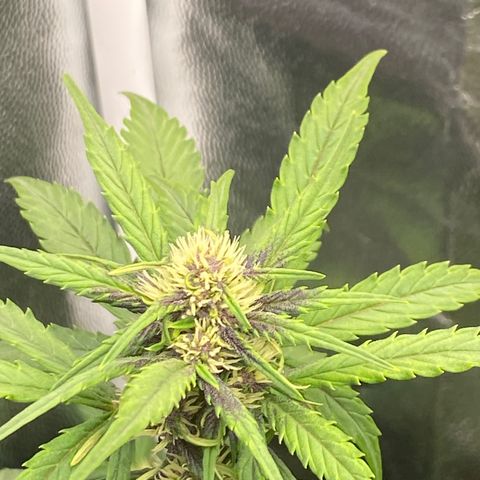 PURPLE growlog timeline photo