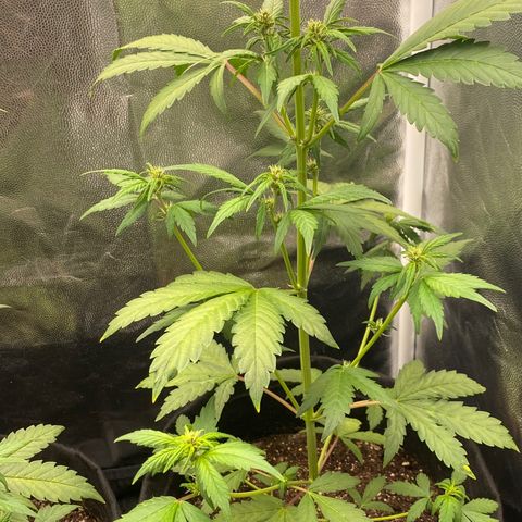 LSD growlog timeline photo
