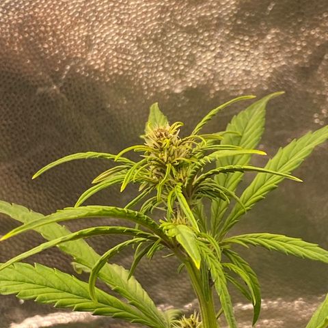LSD growlog timeline photo
