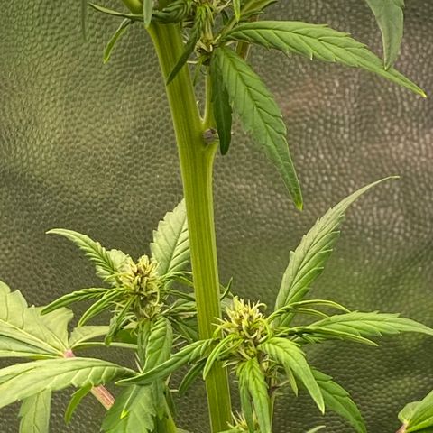 LSD growlog timeline photo