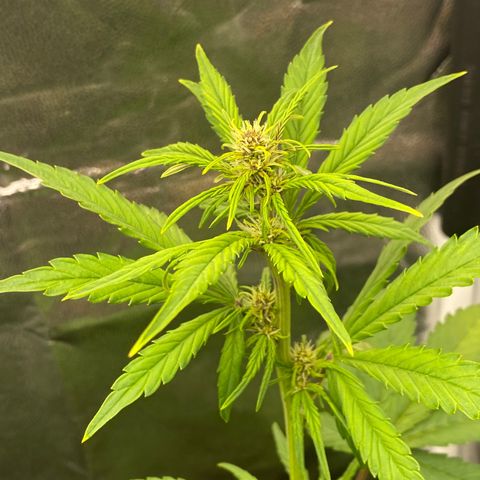 LSD growlog timeline photo