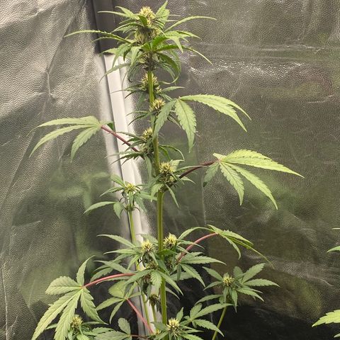 PURPLE growlog timeline photo