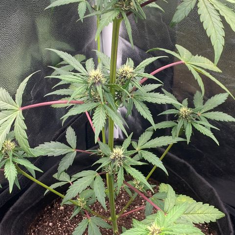PURPLE growlog timeline photo