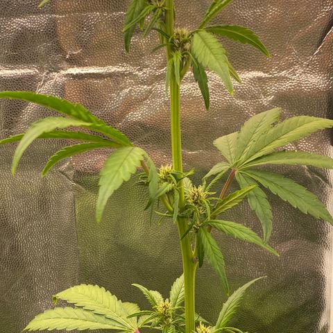 LSD growlog timeline photo