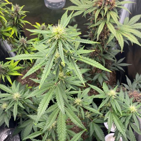 LENON growlog timeline photo
