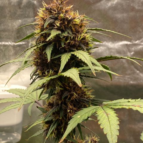 PURPLE growlog timeline photo