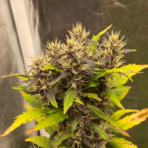 LSD growlog timeline photo