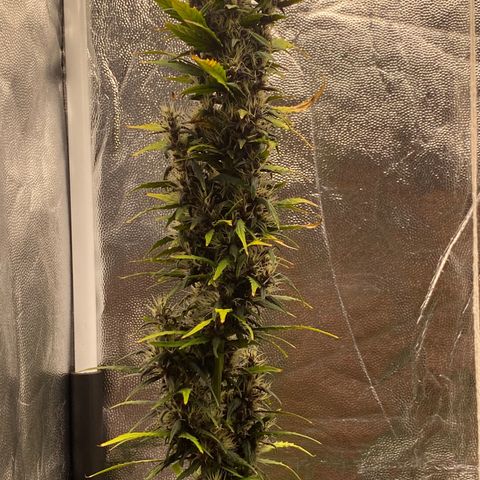 LSD growlog timeline photo