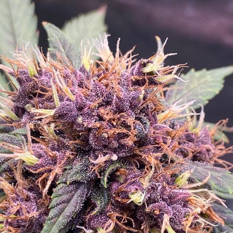 PURPLE growlog timeline photo