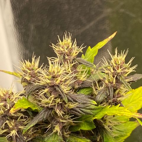 LSD growlog timeline photo