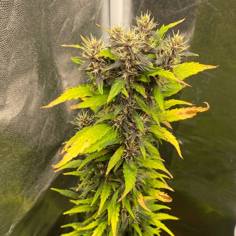 LSD growlog timeline photo