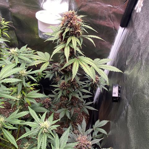 PURPLE growlog timeline photo