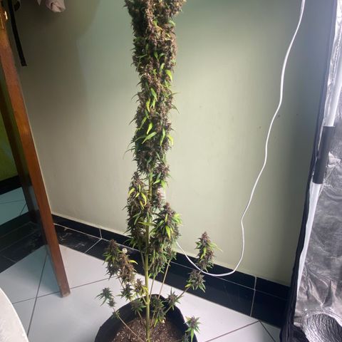 LSD growlog timeline photo