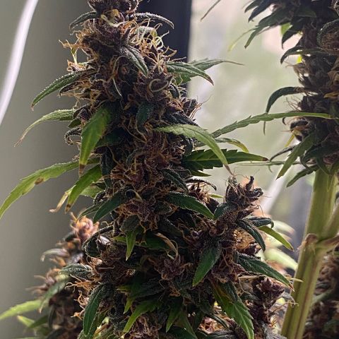 LSD growlog timeline photo