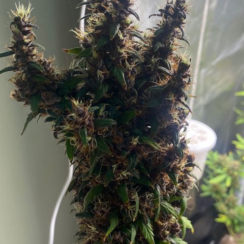 LSD growlog timeline photo