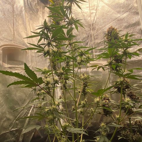 LENON growlog timeline photo