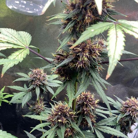 PURPLE growlog timeline photo
