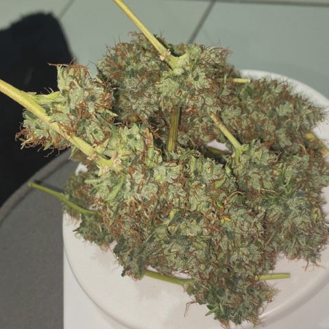 PURPLE growlog timeline photo