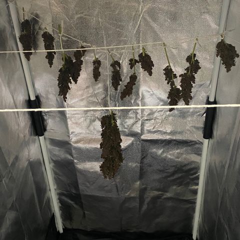PURPLE growlog timeline photo