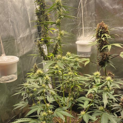 LENON growlog timeline photo