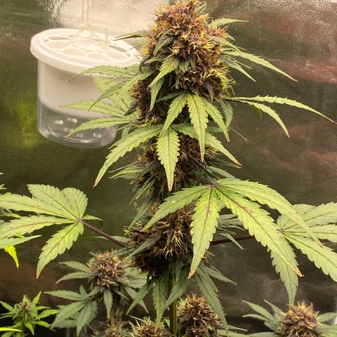 PURPLE growlog timeline photo