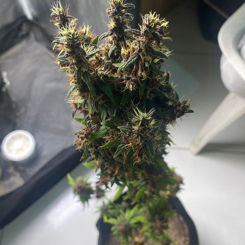 LSD growlog timeline photo