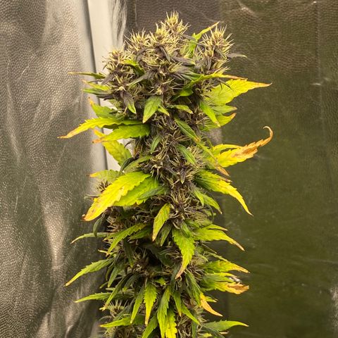 LSD growlog timeline photo
