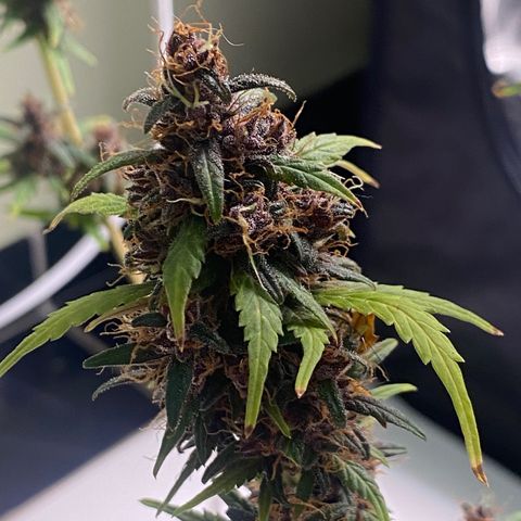LSD growlog timeline photo