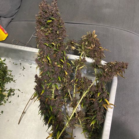 PURPLE growlog timeline photo