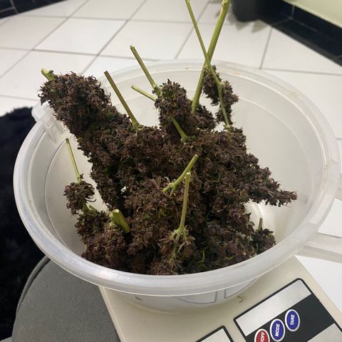 PURPLE growlog timeline photo
