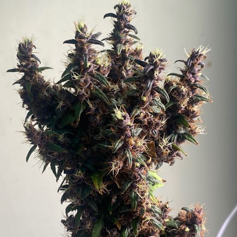 LSD growlog timeline photo