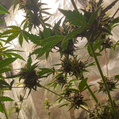 PURPLE growlog timeline photo