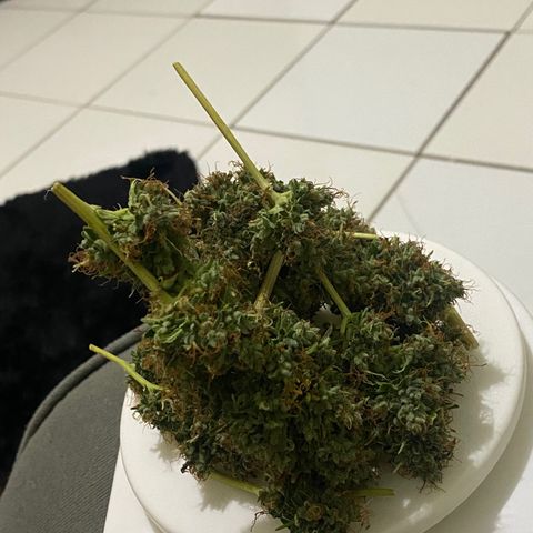 PURPLE growlog timeline photo