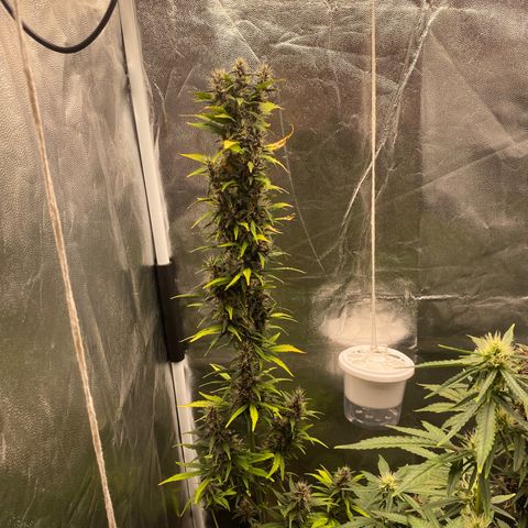 LSD growlog timeline photo