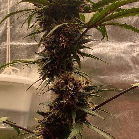 PURPLE growlog timeline photo